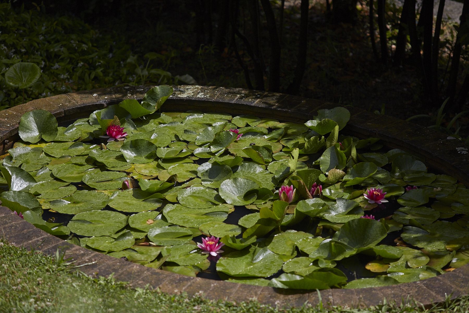 The pond in the garden | Les Amorini French Riviera Luxury Villa rental